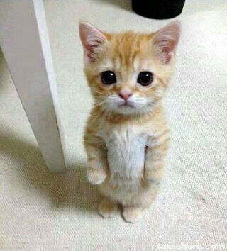 Tatlı Kedi